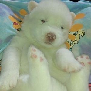 Meet your Posher, Charlotte